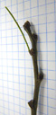 scorpion senna (hippocrepis emerus), twig with alternate buds. 2009-01-26, Pentax W60. keywords: coronilla emerus, strauchige kronwicke, strauchwicke, coronille arbisseau, coronille des jardins, emero, ginestra di bosco